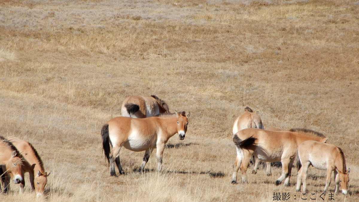 モンゴルの野生馬タヒ