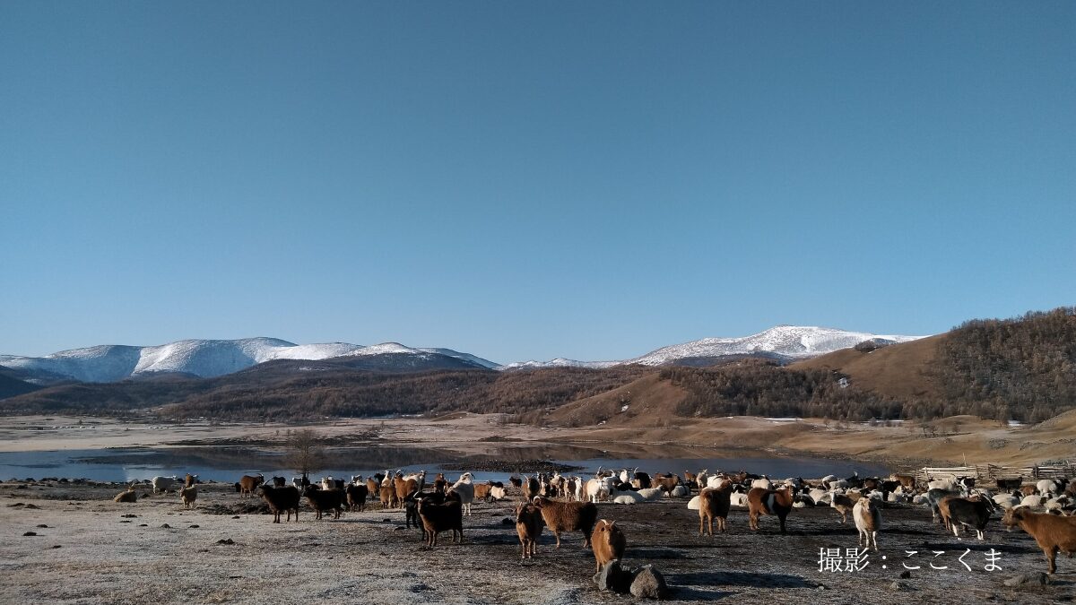 モンゴル乗馬ツアー中に見た羊とヤギ