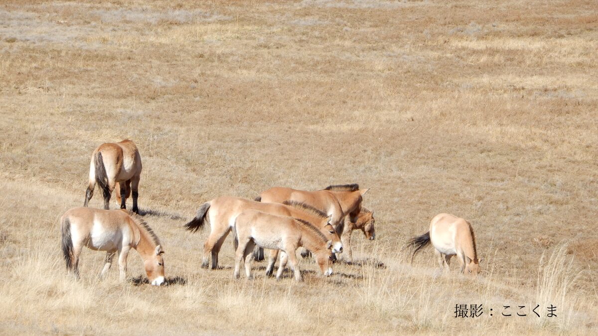 モンゴル野生馬タヒ