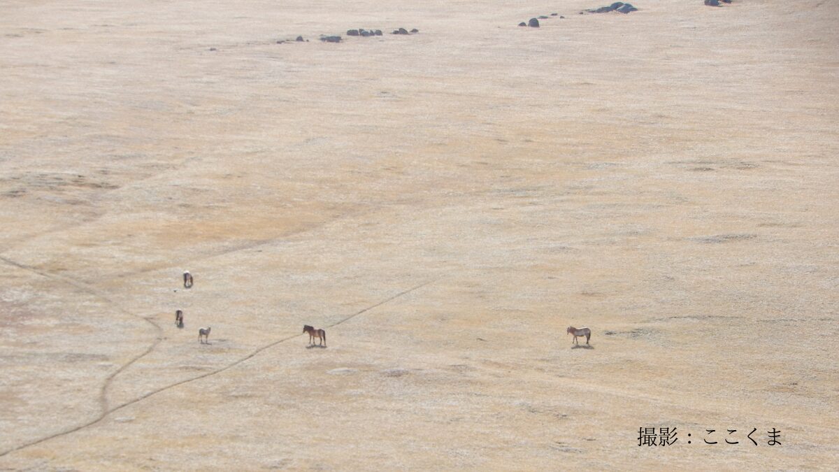 野生馬タヒとモンゴルの大地