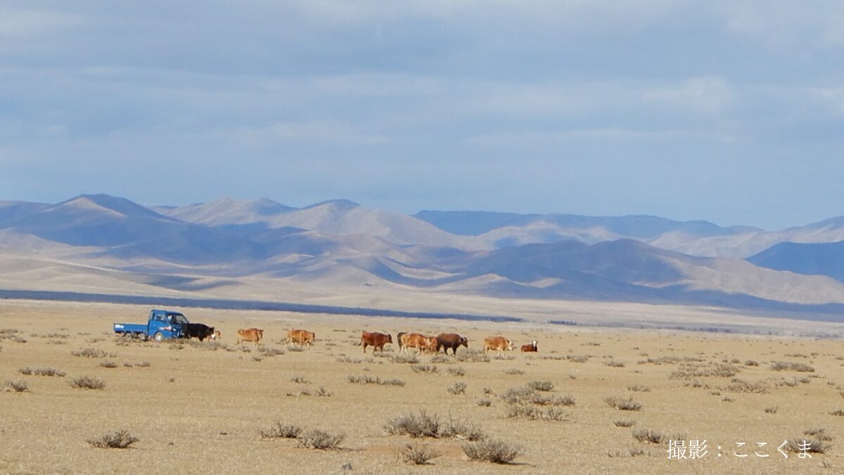 モンゴル遊牧民の生活。トラックで牛を追っています。