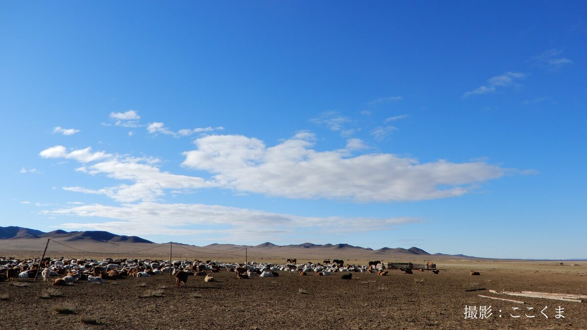 モンゴル遊牧民の家畜